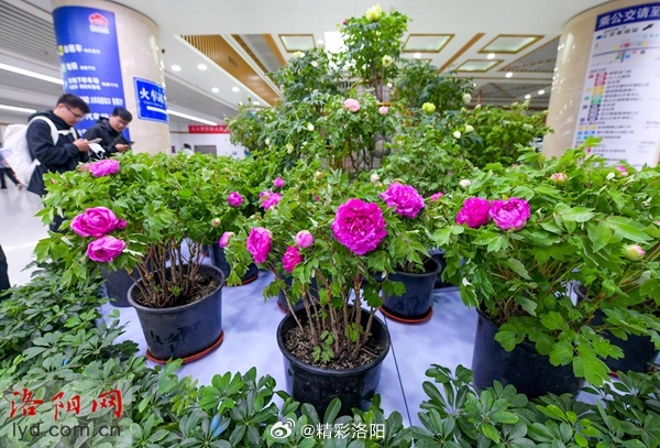 高铁上的洛阳牡丹，游客的回程惊喜