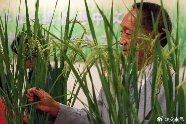 研究员私自向外方提供61份水稻种子，事件解读与反思