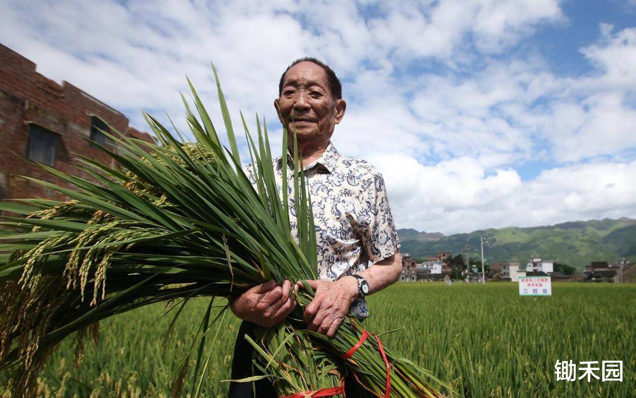 研究员私自向外方提供61份水稻种子，事件解读与反思