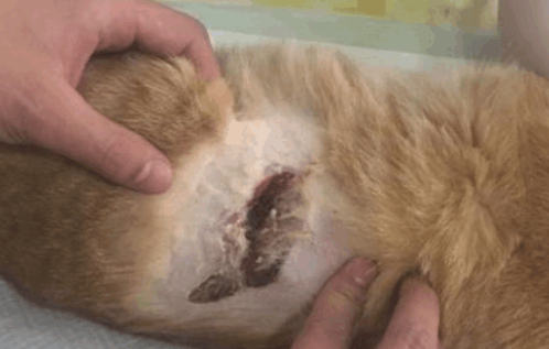 被宠物猫咬伤，腿溃烂怎么办？全面指南