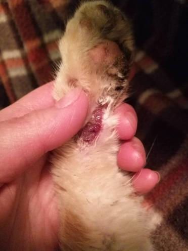 被宠物猫咬伤，腿溃烂怎么办？全面指南