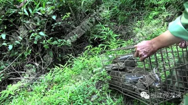村民家中废弃猪场惊现六条蟒蛇，该如何妥善处理？