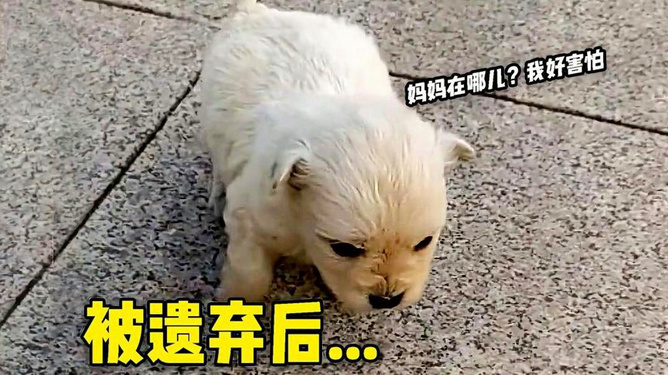 当事人回应给狗办满月宴，真诚并非炒作
