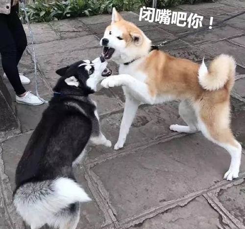 狗狗回家遇挡路同伴一跃而过，友情的力量与狗的机智行为