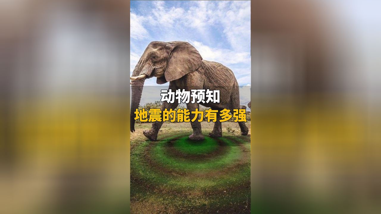 动物能预知地震吗？揭秘自然界的神秘感知力