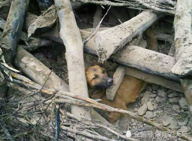 动物能预知地震吗？揭秘自然界的神秘感知力