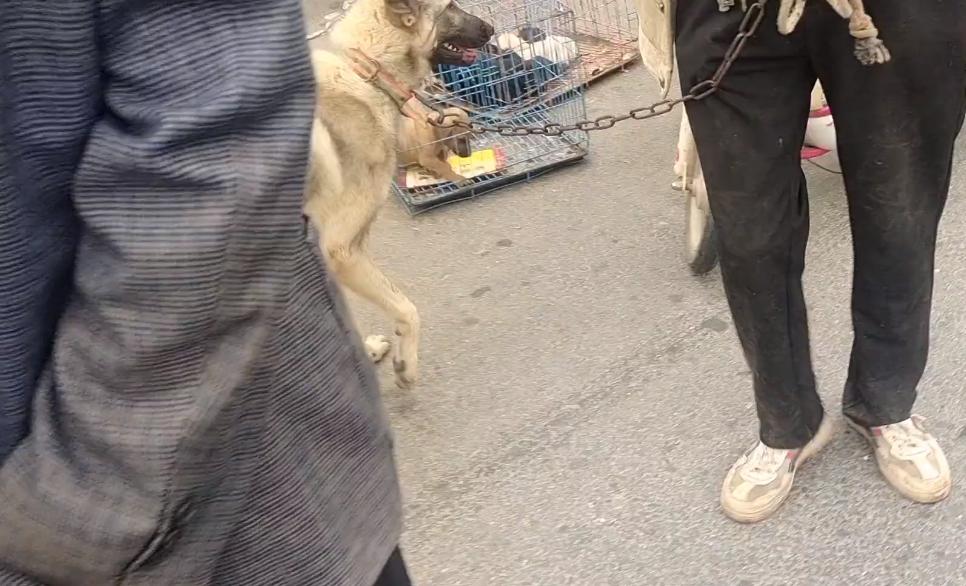 老人网购误下单收到550只小鸡，一场意外的孵宠冒险