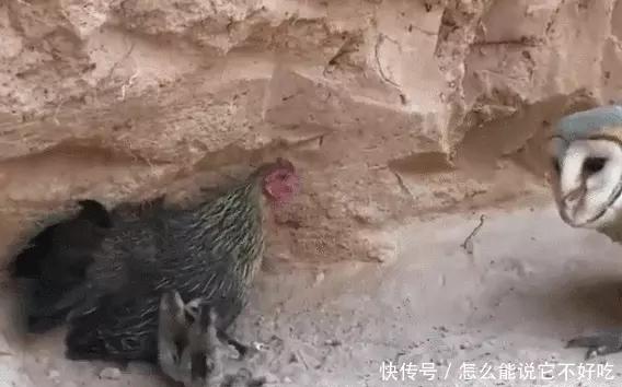 老人网购误下单收到550只小鸡，一场意外的孵宠冒险