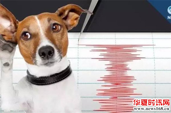 可以用动物的异常行为来预测地震吗