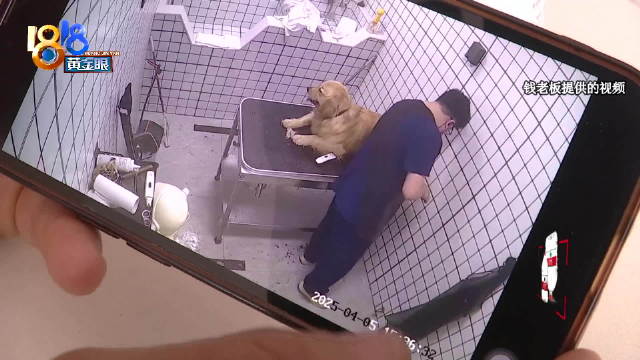 江苏一宠物医院遭曝粗暴摔打宠物狗事件深度解析