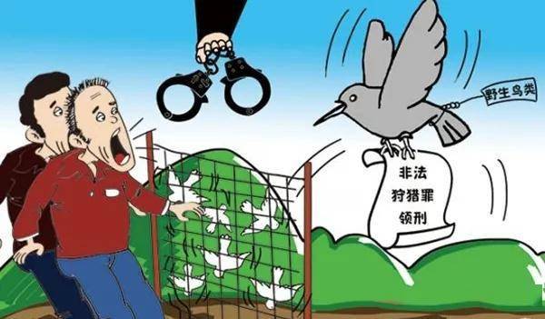六旬老人捕鸟26只获刑七个月，法律与人性的思考
