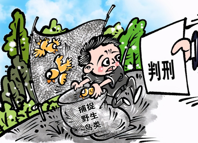 六旬老人捕鸟26只获刑七个月，法律与人性的思考