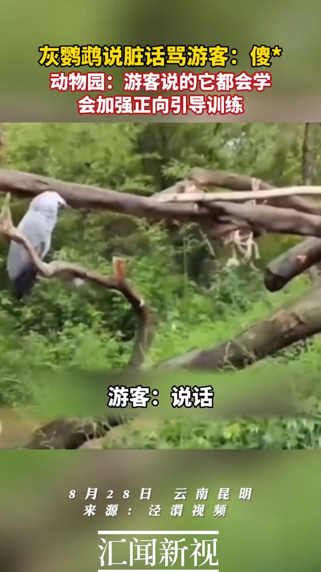 动物园灰鹦鹉说脏话现象的背后