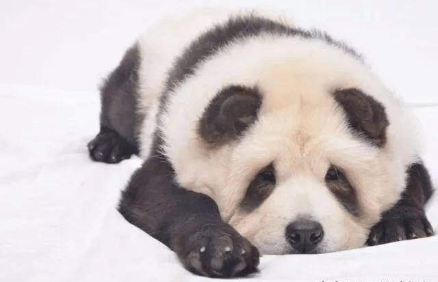 动物园染色狗扮熊猫事件，反思与探讨