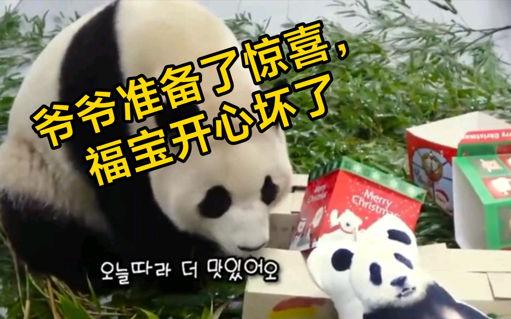 福宝进入假孕状态，两位爷爷的惊喜与关心