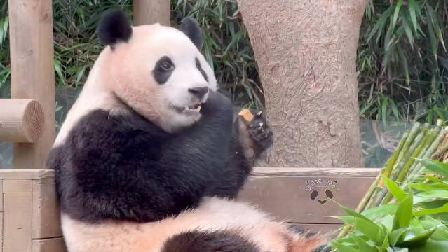 福宝进入假孕状态怎么办？全面解析应对之策