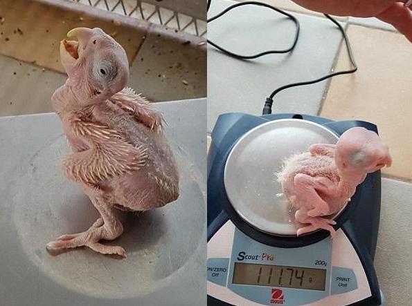 全国唯一一只比大熊猫更濒危的动物，最后的希望之光