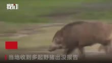 野猪闯入江苏电视台，背后的故事引人深思