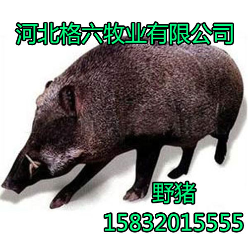 野猪闯入江苏电视台，背后的故事引人深思