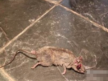 快递死老鼠能否寄送？关于动物寄递的探讨