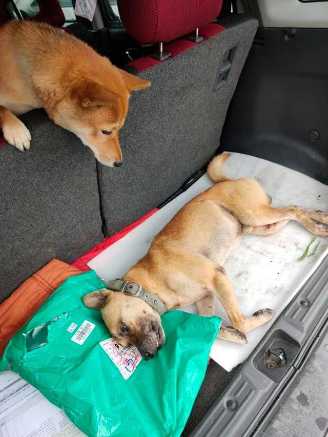 狗一直躺在事故车边等主人回来，忠诚与等待的力量