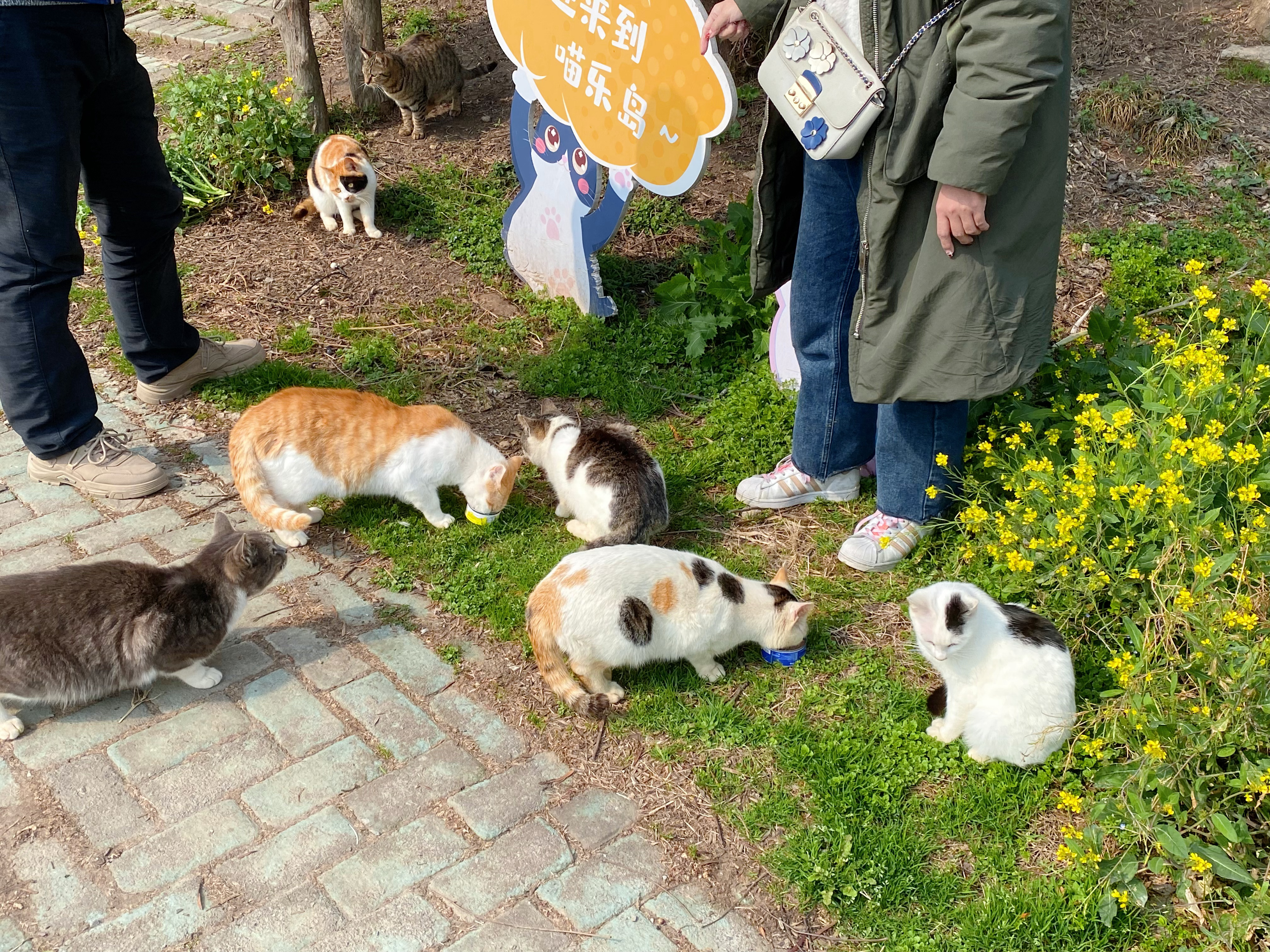 景区人猫游园人免费，共享自然的美好时刻