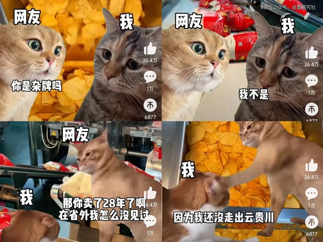 网红猫爷涨粉近70万，现象背后的故事