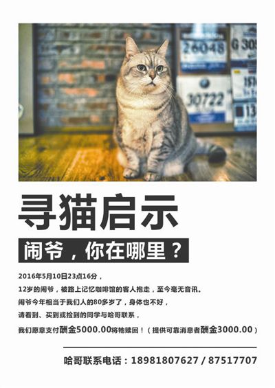 网红猫爷涨粉近70万，现象背后的故事