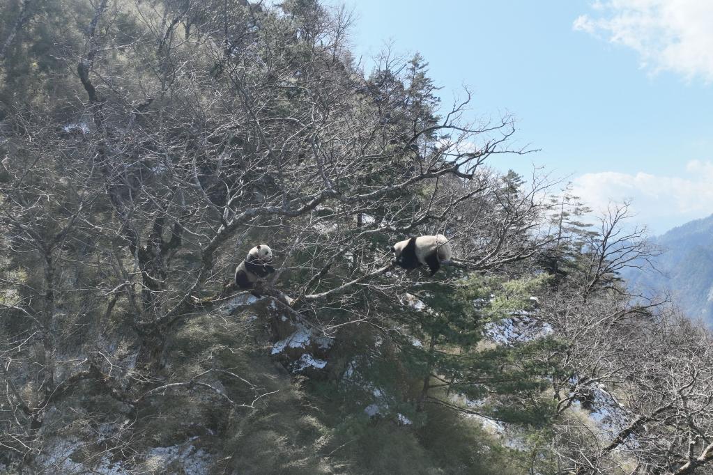 偶遇野生大熊猫，游客的奇遇之旅