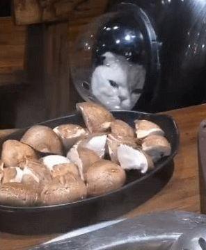 猫咪意外掉进火锅，老板豪爽赔付一万三、一则温暖人心的故事