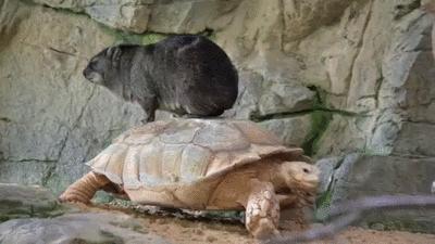 合肥动物园国字脸猴因丑萌出圈
