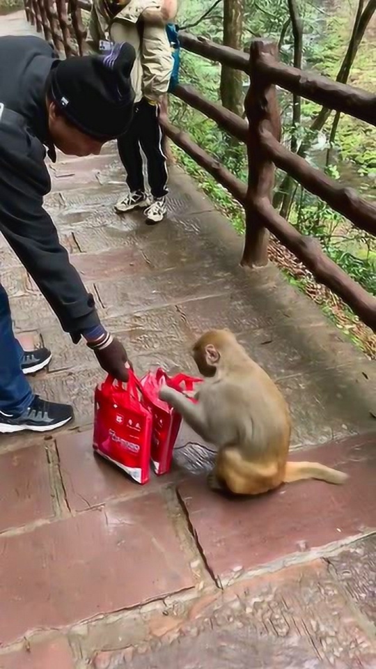 小伙被一只猴子追着打