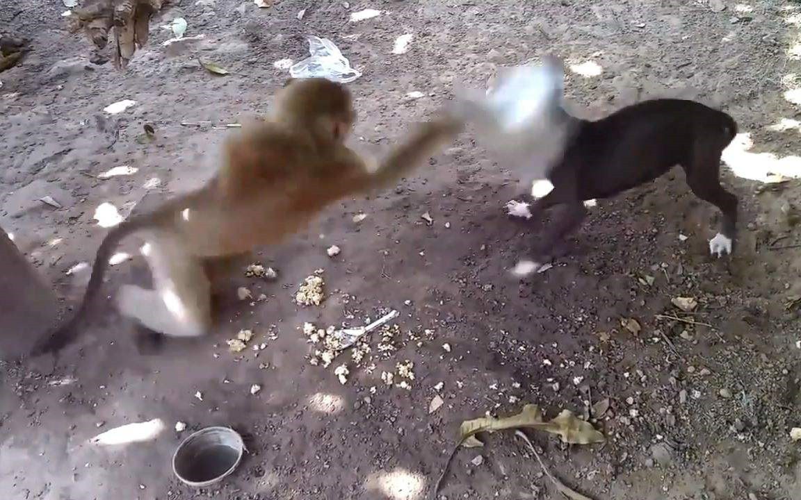 小伙被一只猴子追着打