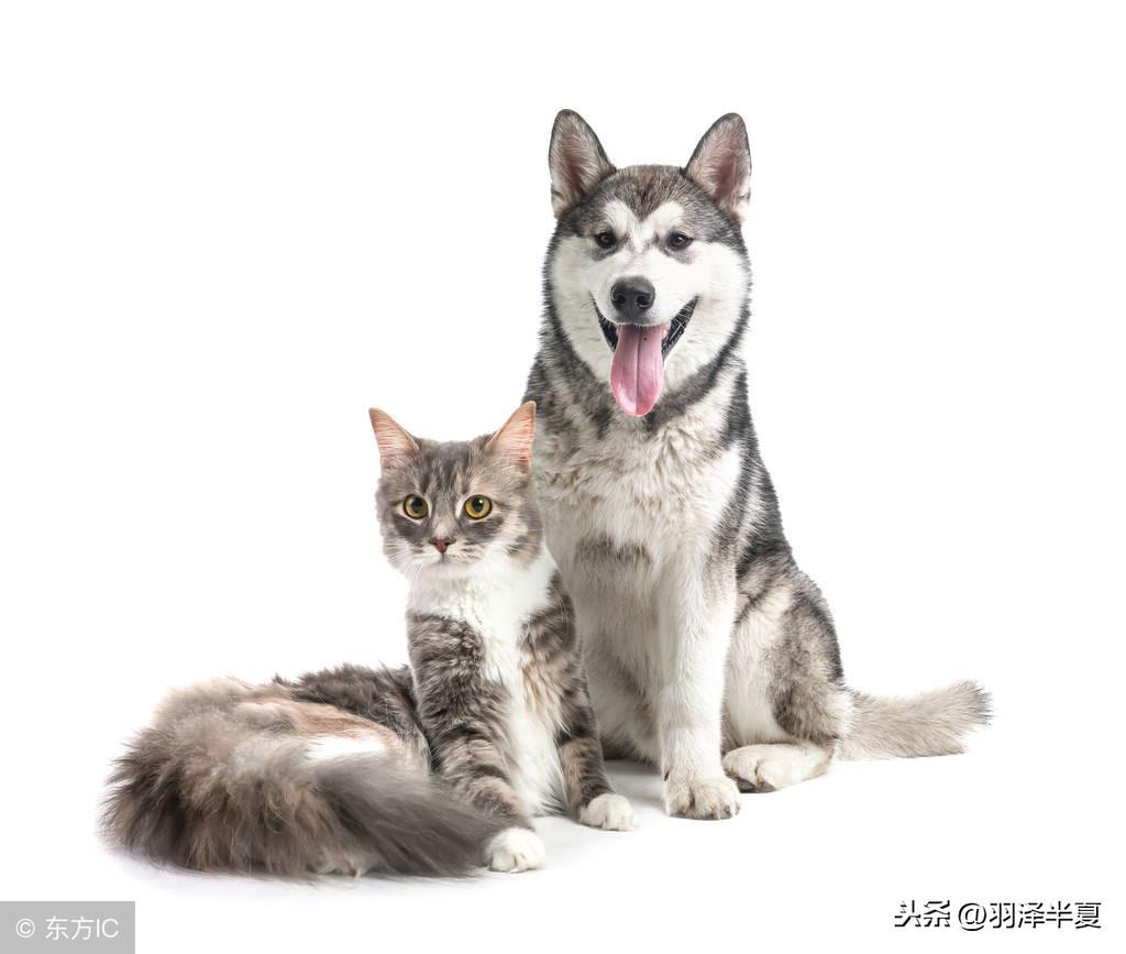掉入火锅的小猫已离世，引发社会关注和反思
