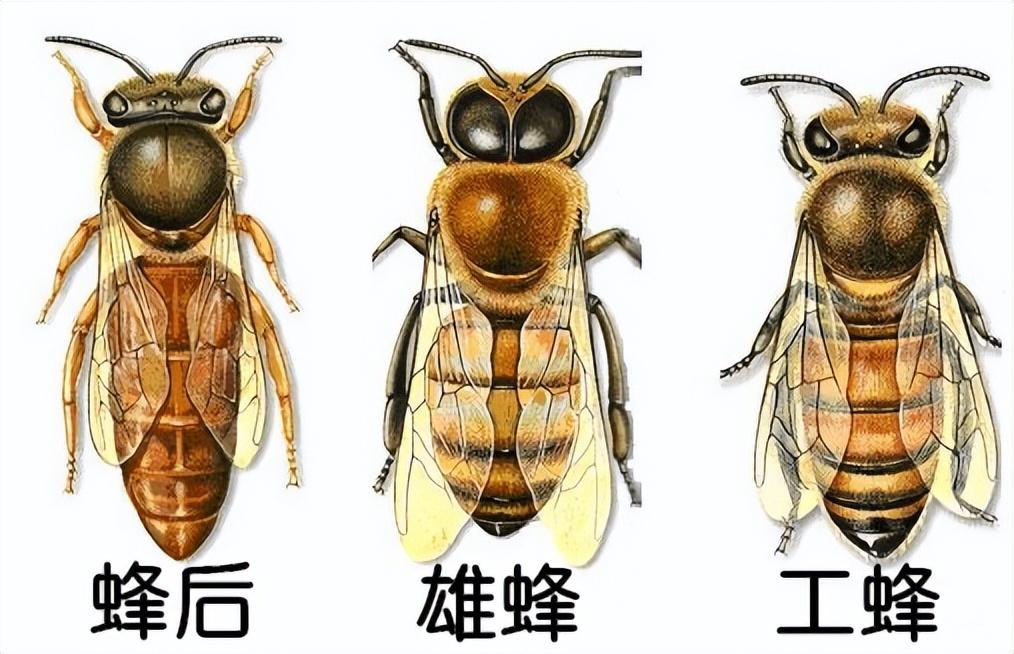 小孩被蜜蜂蛰了会死吗？全面解读风险与应对措施