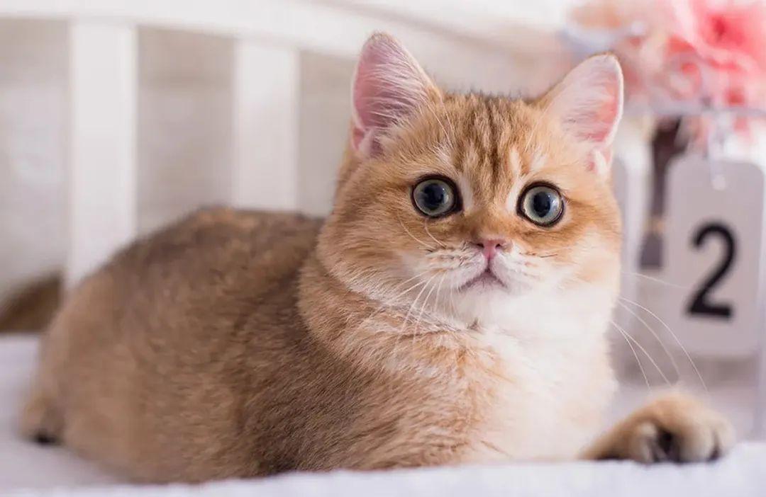 猫耳朵里的螨虫，深入了解与应对方法