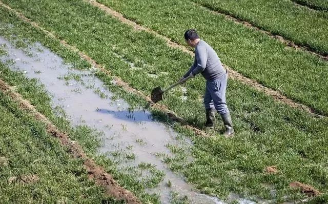 河南安阳小麦播种的时间，气候、技术与管理的重要性