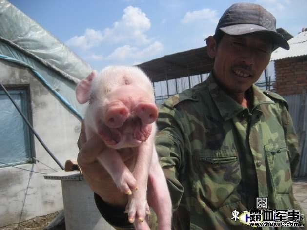 云南母猪生下8个男孩真相揭秘