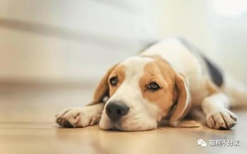 宝妈带孩子出门遭遇凶犬攻击，应对与反思