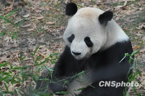 大熊猫返回中国的壮丽之旅