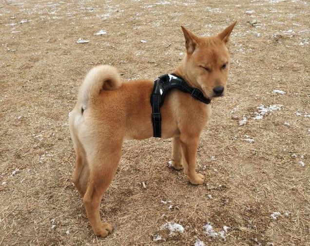 土犬霸气走红，获称最强阿尔法狗——网络时代的宠物新星