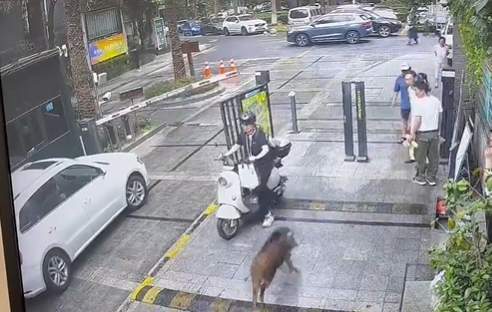 野猪闯校记，意外来访后的悠闲离去
