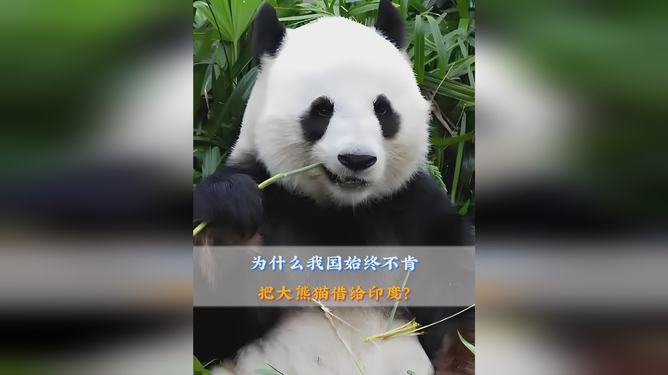 大熊猫出借，文化与自然的和谐交融