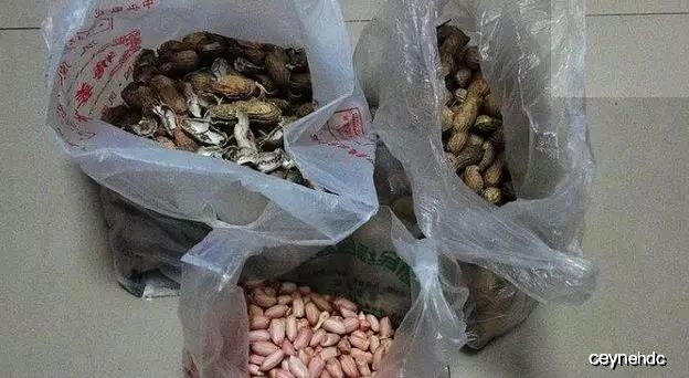 花生壳壳的奇妙世界