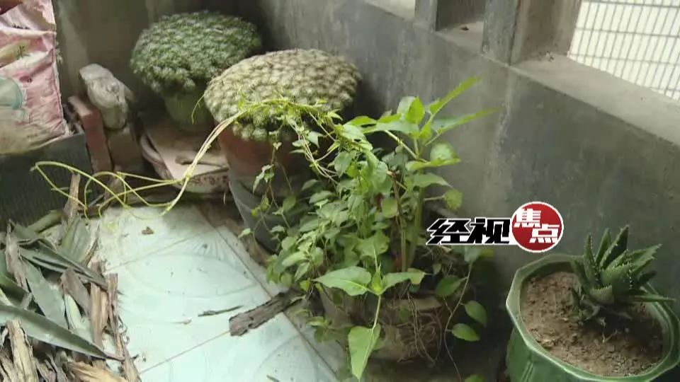 天降花盆砸路人脚边，一场意外引发的深思