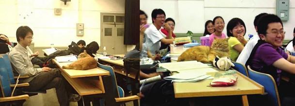 用北大猫协的方式给猫取名，一场独特的命名艺术之旅