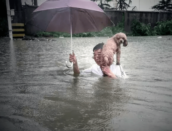 流浪犬暴雨中的深情相拥